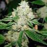 Hell's Angel OG feminised Ganja Seeds