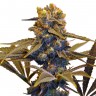 Auto New York Diesel feminised Ganja Seeds