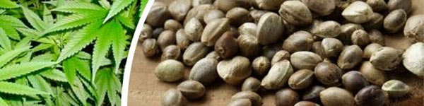 Семена конопли